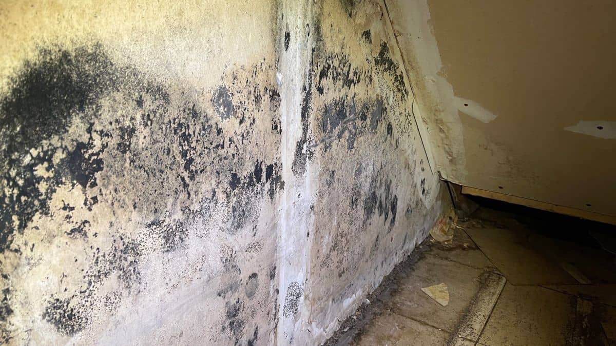 Extensive black mold contamination on wall surfaces in a South Jersey home requiring professional IICRC-certified remediation